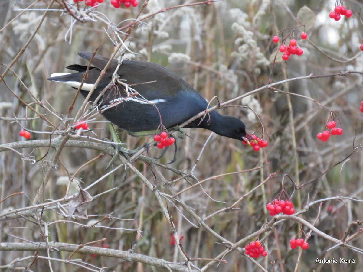 Eurasian Moorhen - Antonio Xeira