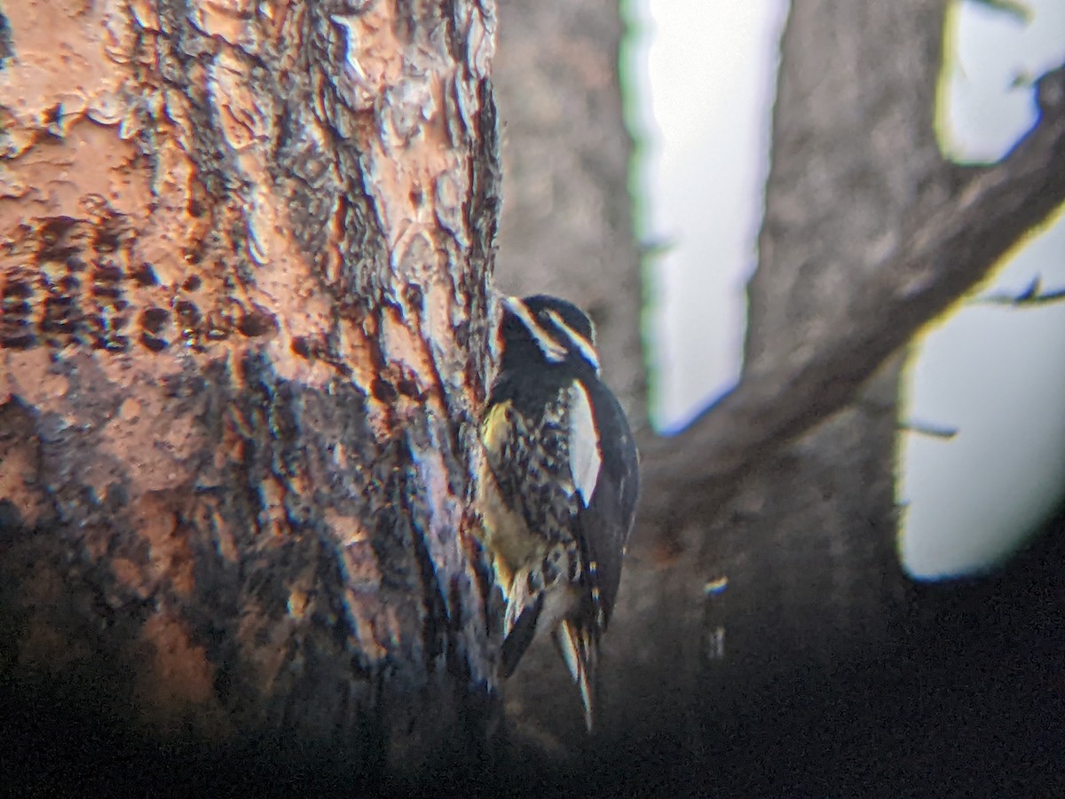 Williamson's Sapsucker - ML417081451