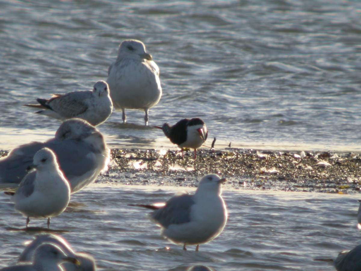 Black Skimmer - ML417082121