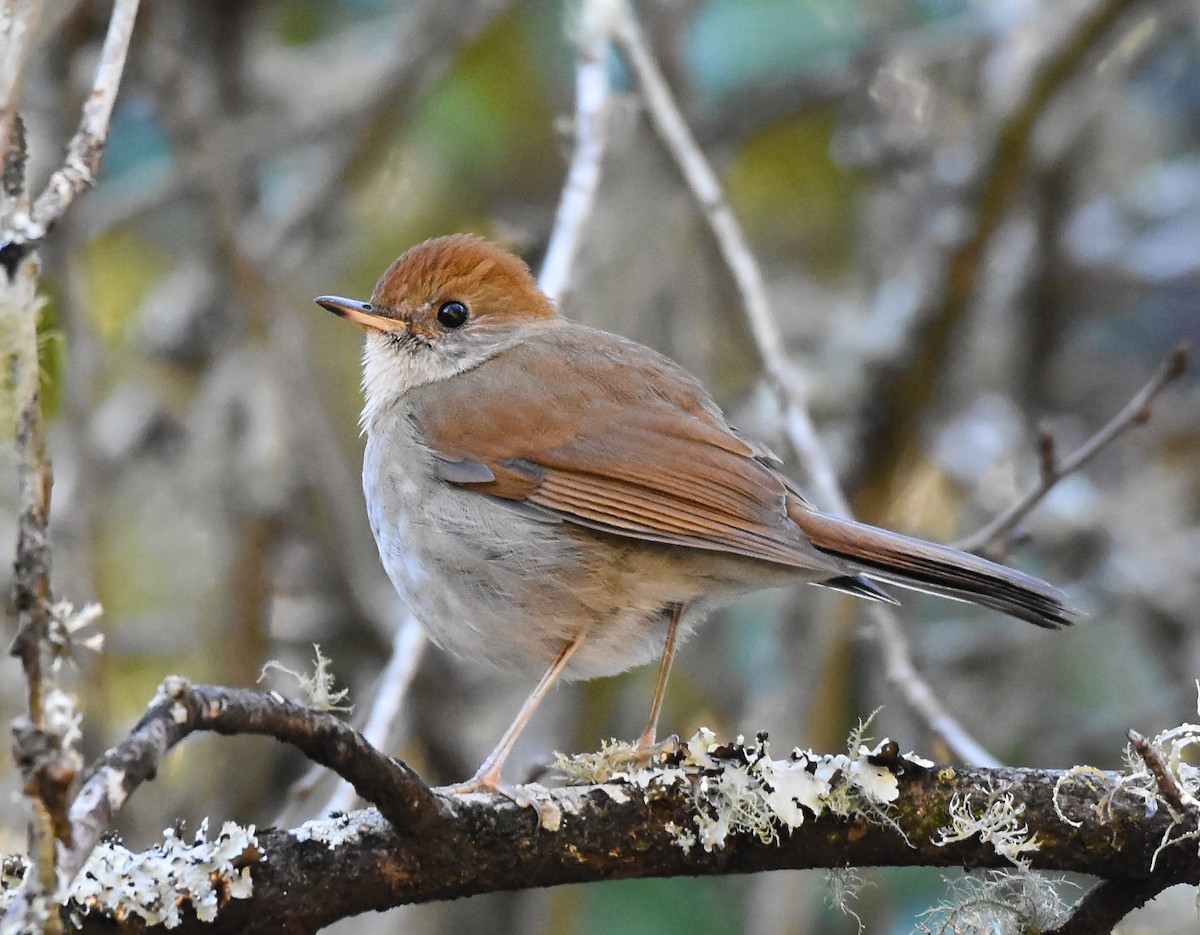 Russet Nightingale-Thrush - Mauricio López