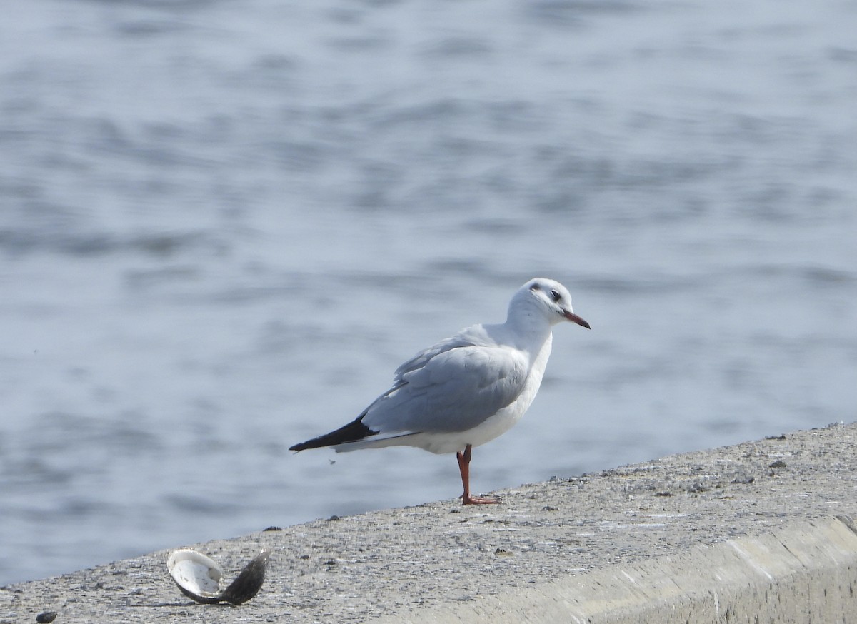 Mouette rieuse - ML417085591