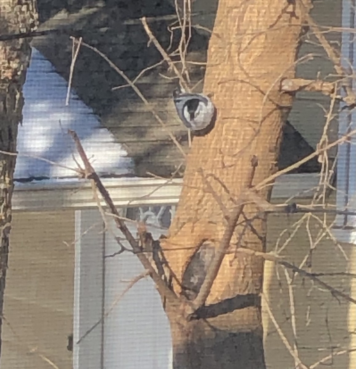 White-breasted Nuthatch - ML417087751