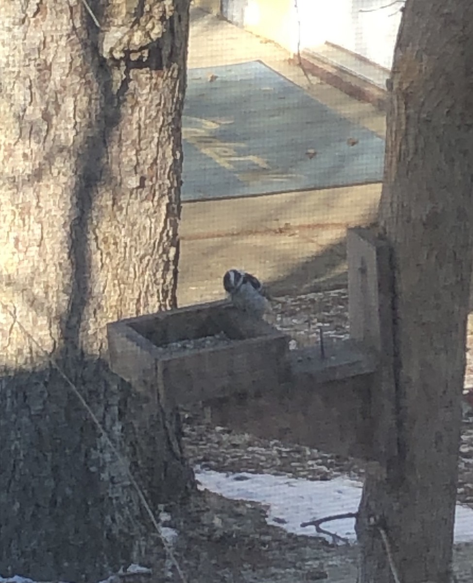 Downy Woodpecker - ML417088331