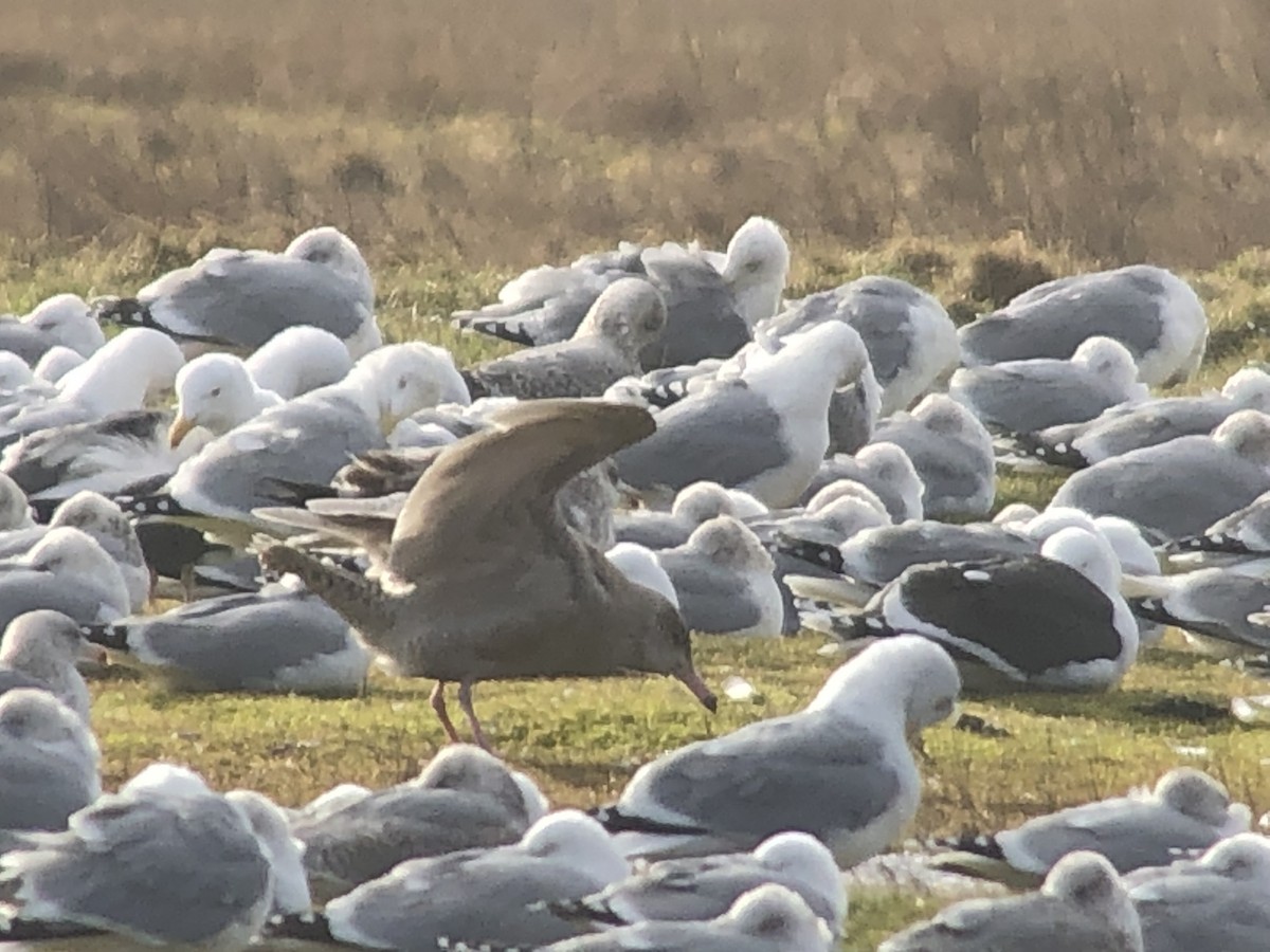 Glaucous Gull - ML417089451