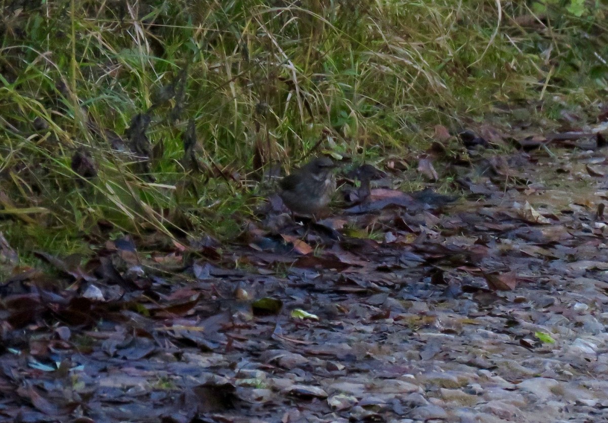 Black-throated Thrush - ML41709051