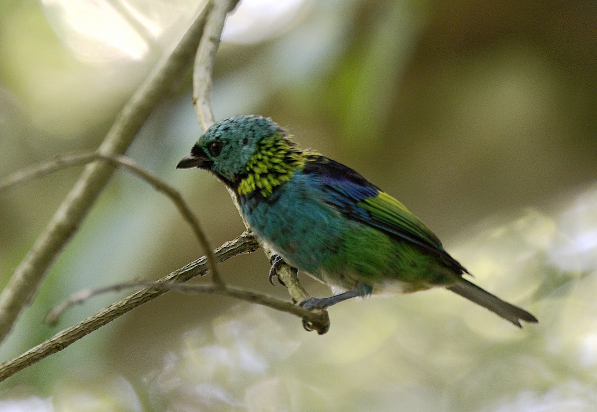 Green-headed Tanager - ML417091661