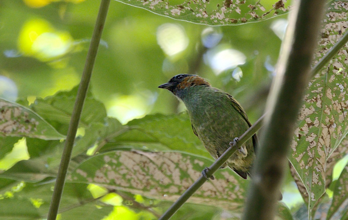 Red-necked Tanager - ML417091671