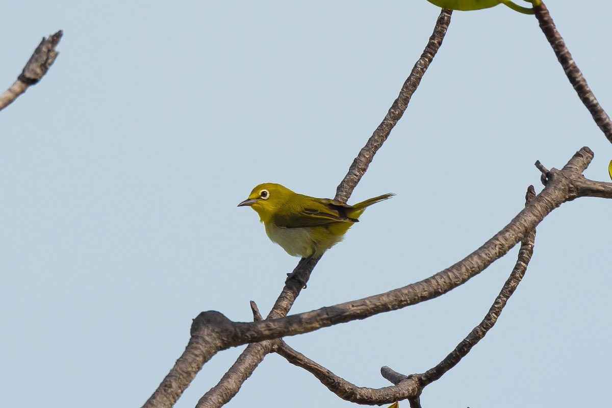 Ashy-bellied White-eye - ML417092511