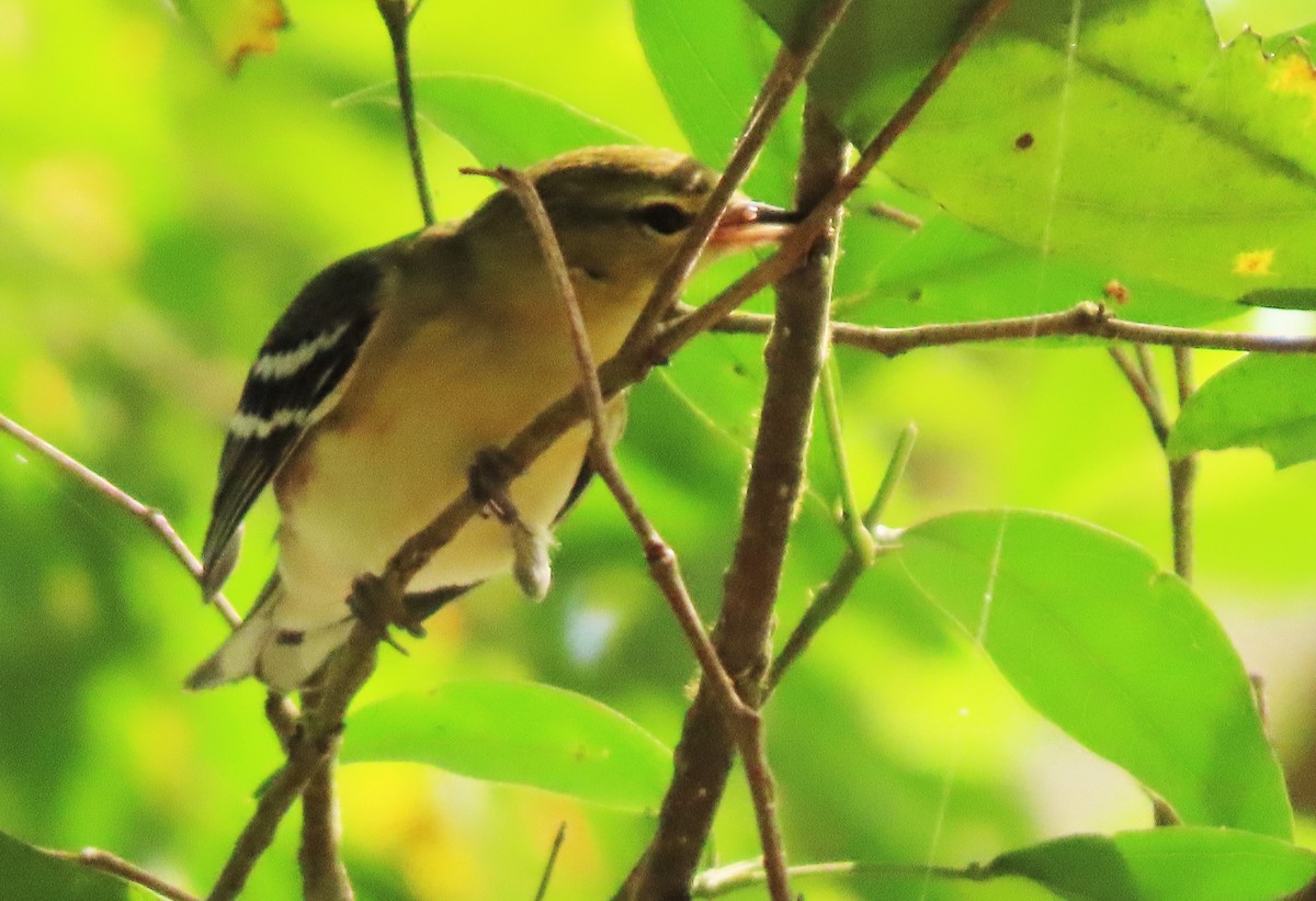 Bay-breasted Warbler - ML417092931