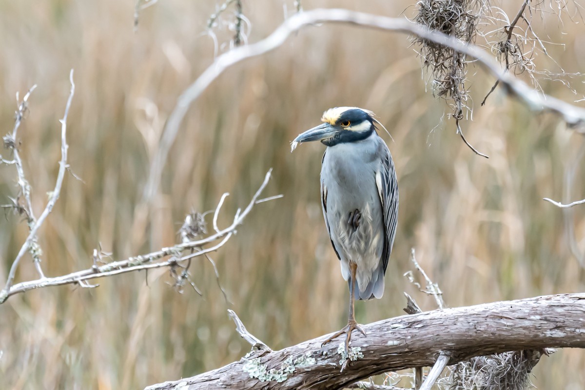 Yellow-crowned Night Heron - ML417093011