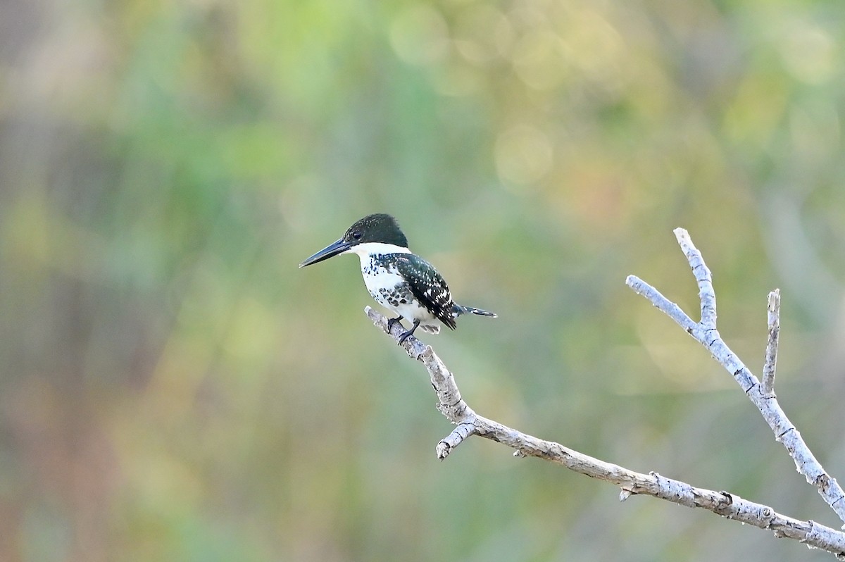 Green Kingfisher - Bill Schneider