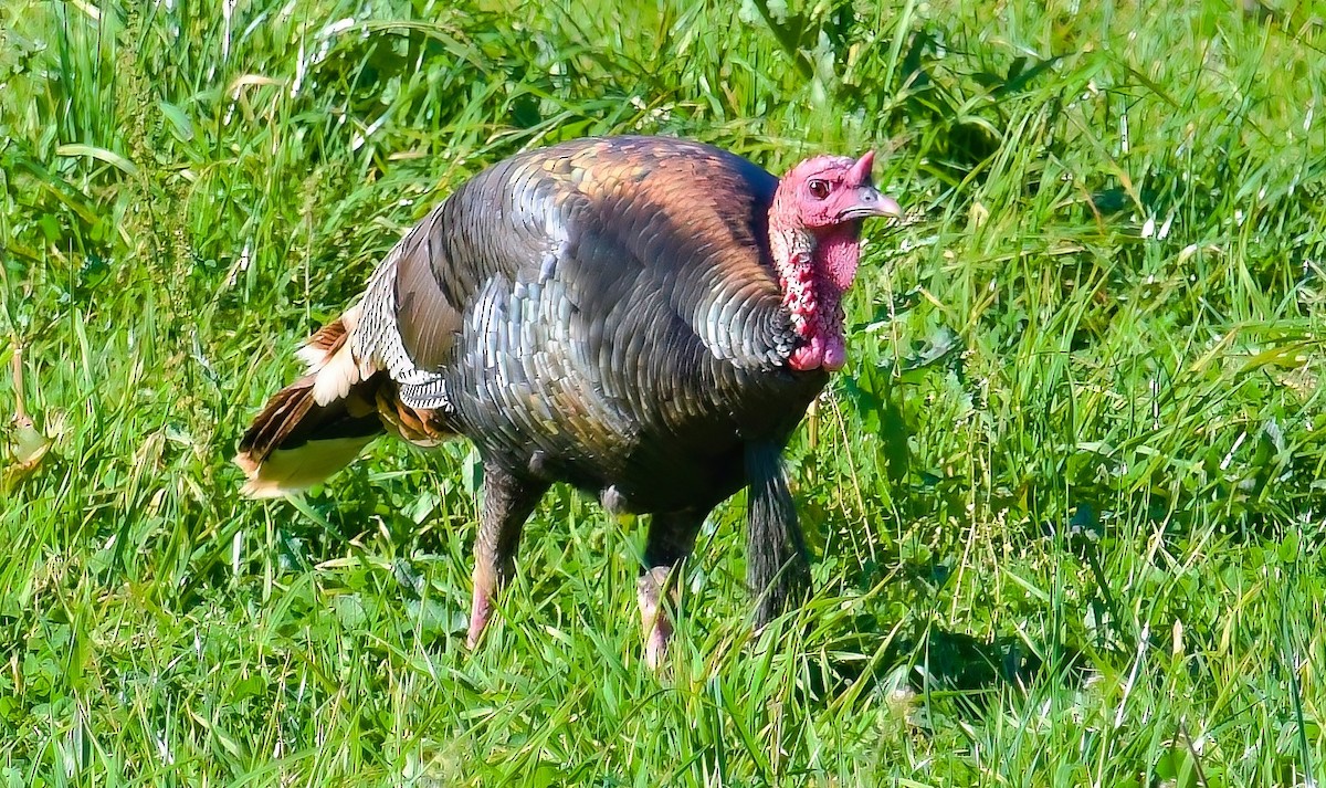 Wild Turkey - ML417093861