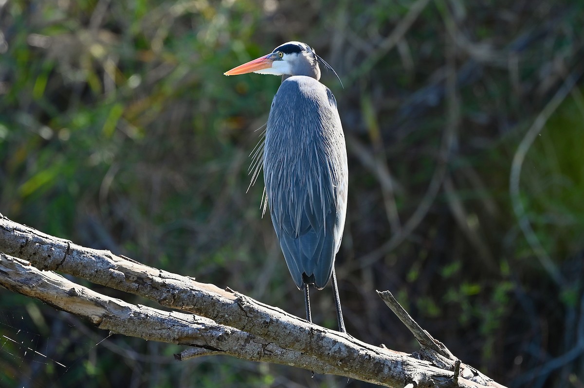 Great Blue Heron - ML417094311