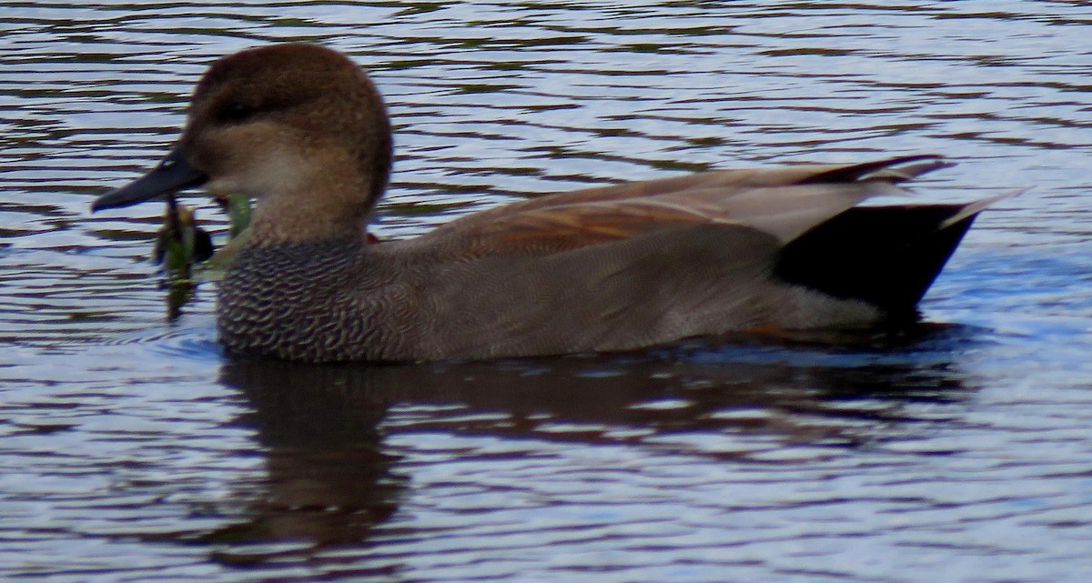 Gadwall - ML417095711