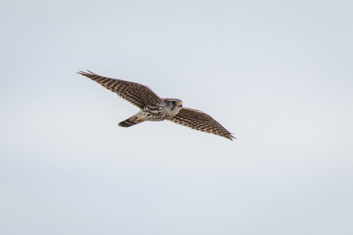 Merlin - ML417095841
