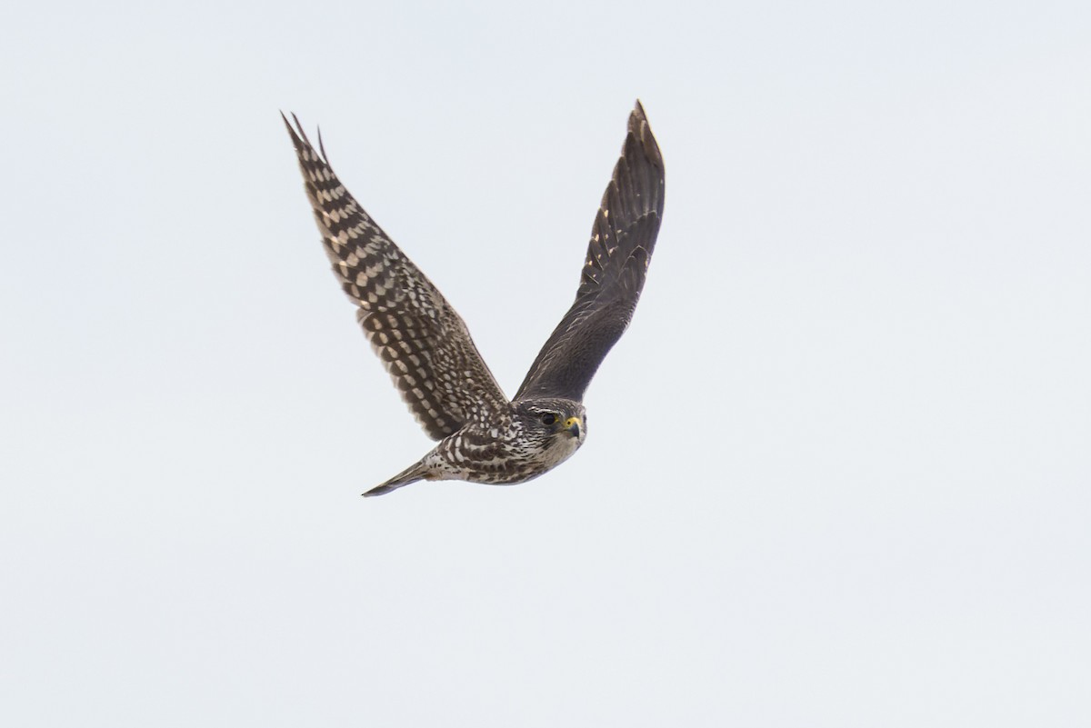 Merlin - ML417095851