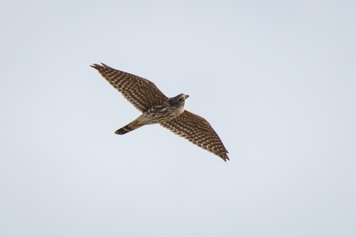 Merlin - ML417095871