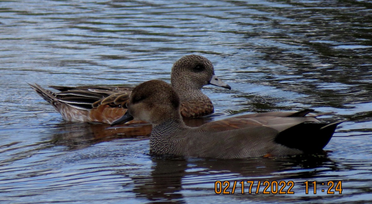 Gadwall - ML417096091