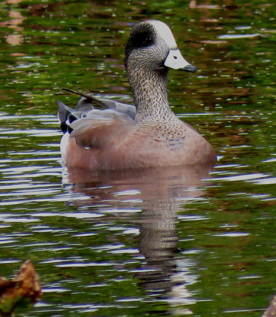 American Wigeon - ML417096111