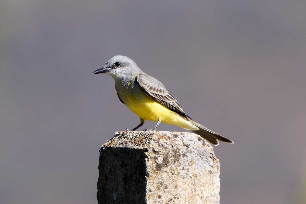 Tropical Kingbird - ML417096301