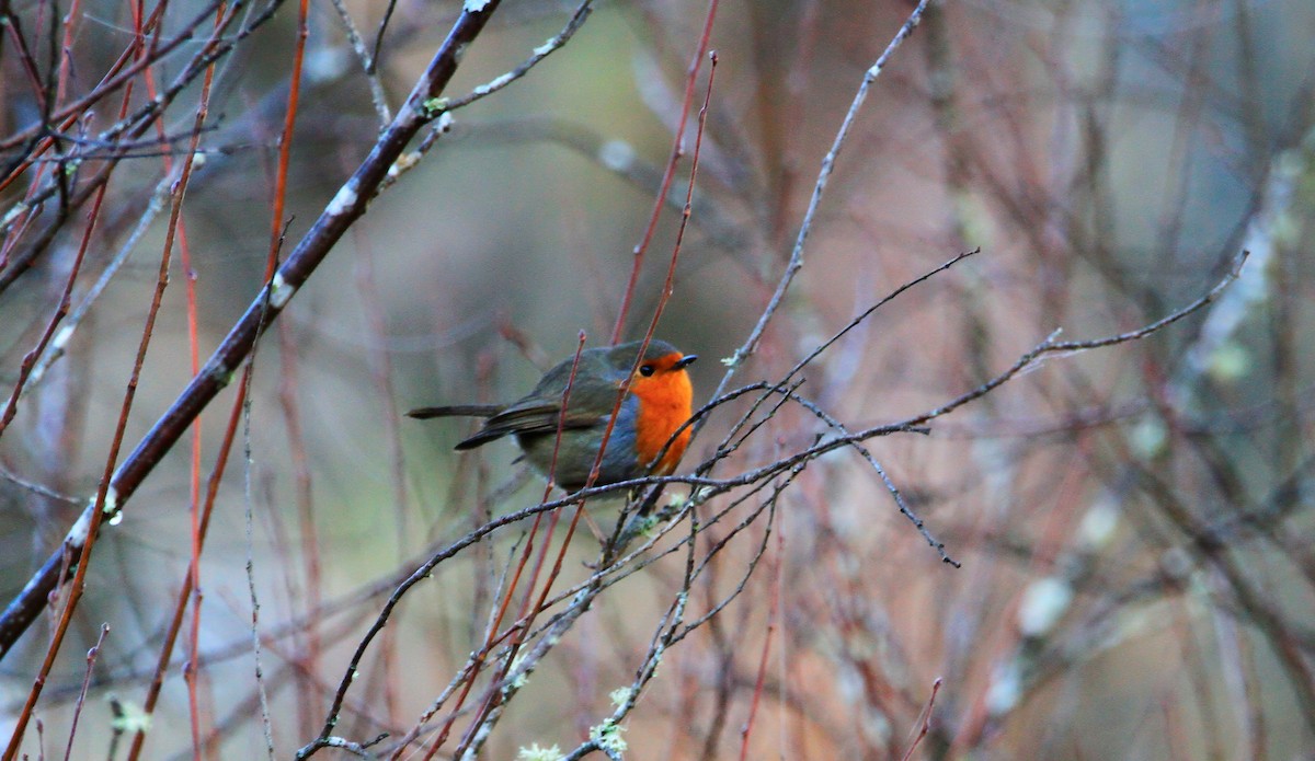 European Robin - Carlos Figueiredo