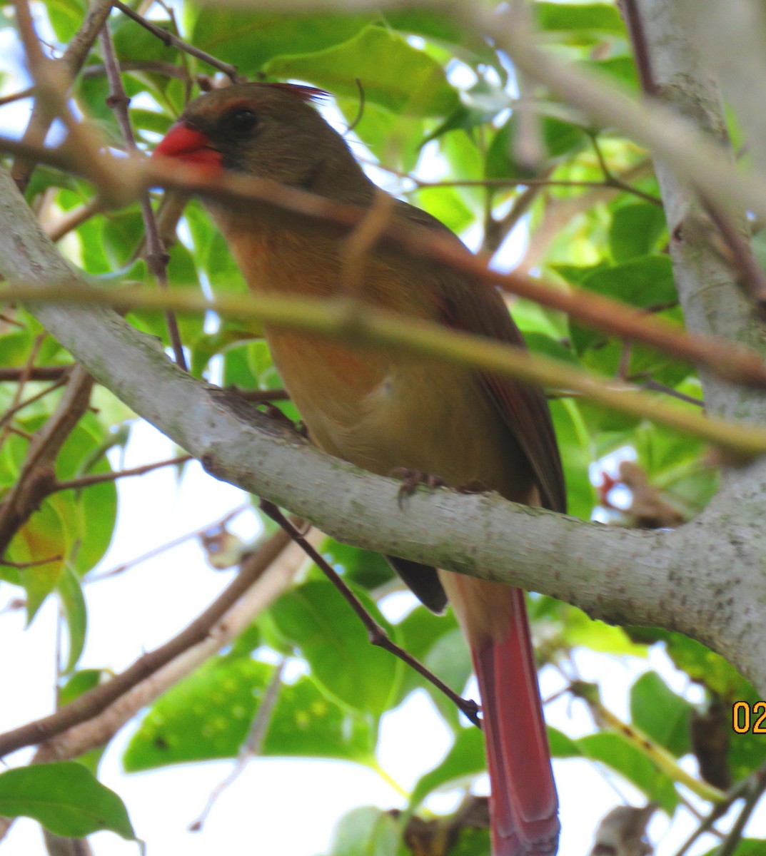 Northern Cardinal - ML417096471