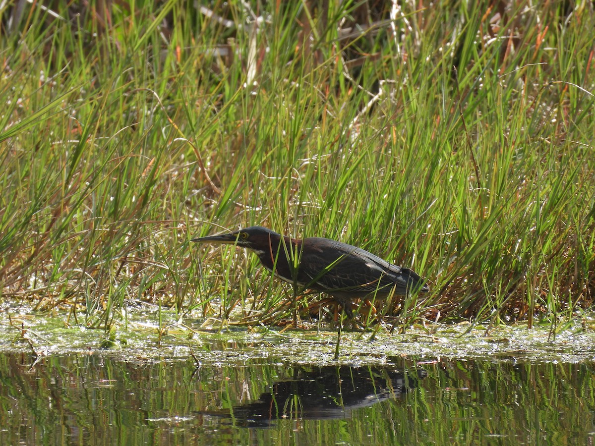 Green Heron - ML417096691