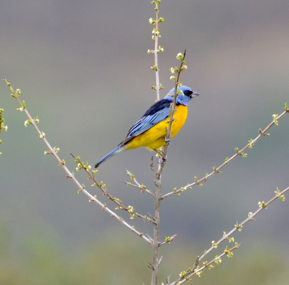 Blue-and-yellow Tanager - ML41709751
