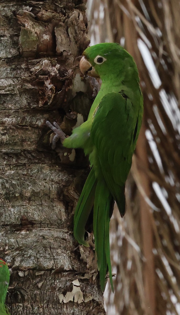 large parakeet sp. (former Aratinga sp.) - ML417097541