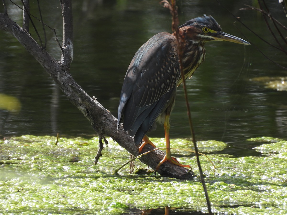 Green Heron - John  Paalvast