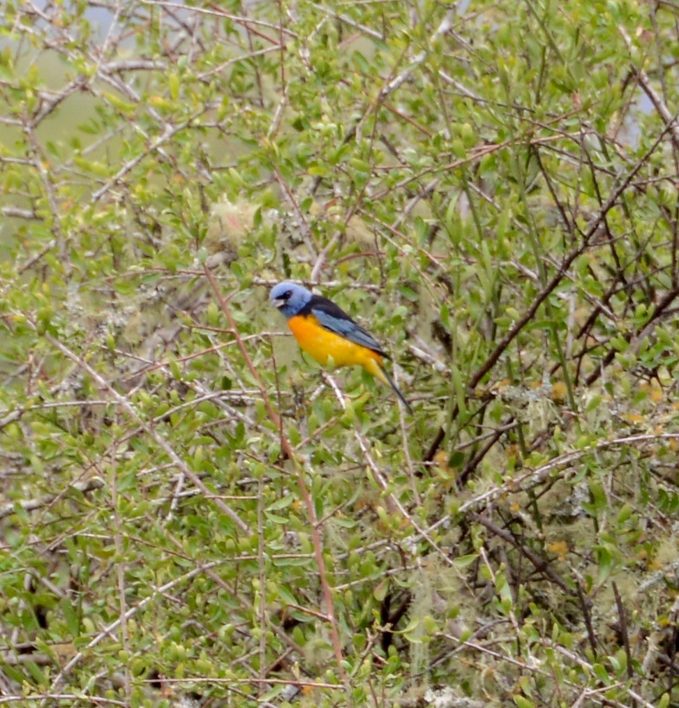 Blue-and-yellow Tanager - ML41710051