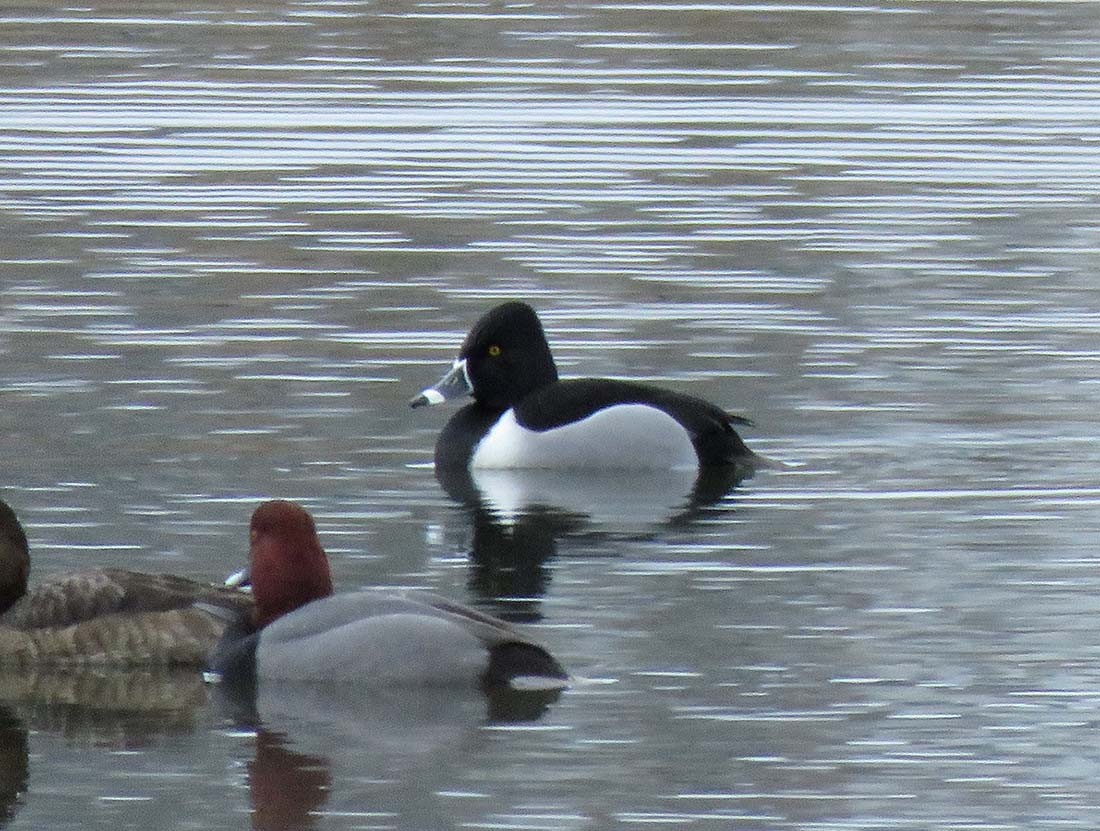 Ring-necked Duck - ML417100841