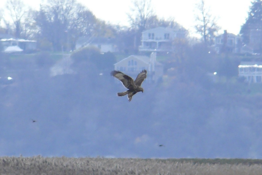 Rough-legged Hawk - Sam Mroz