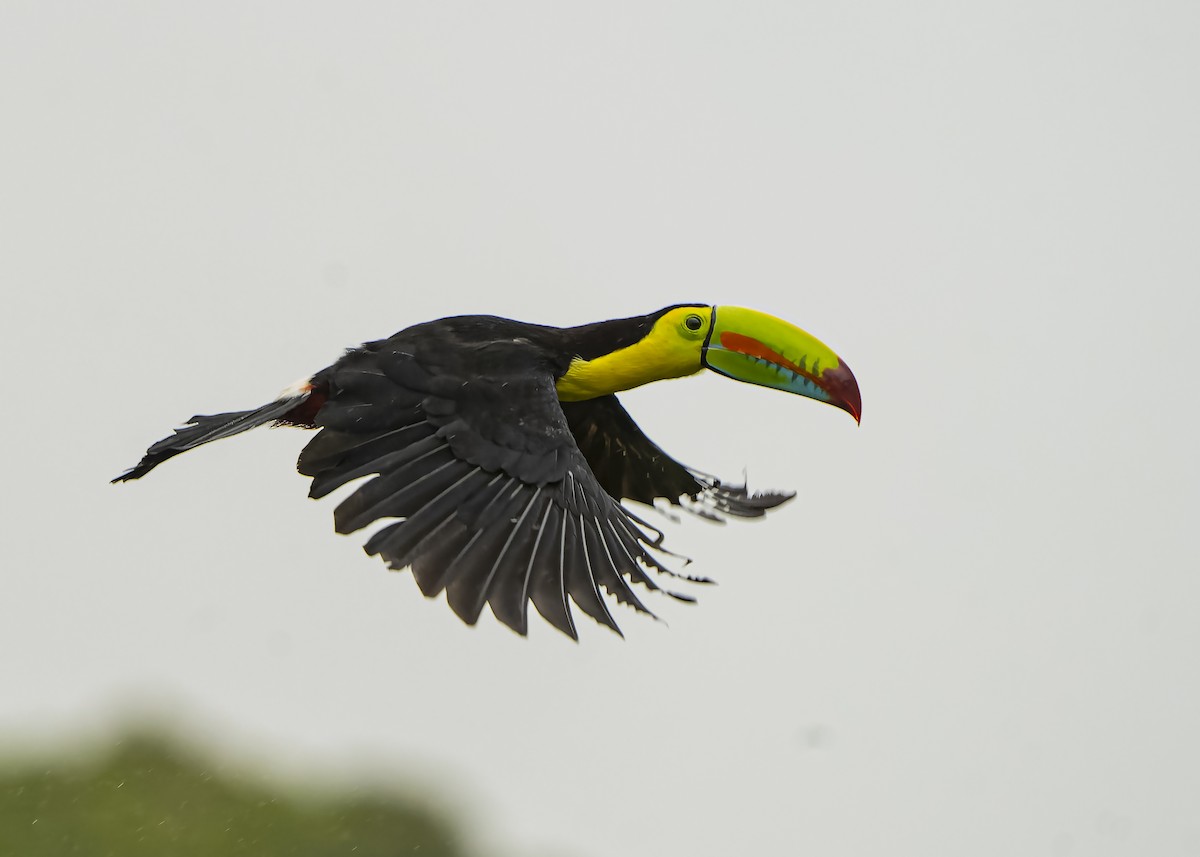 Keel-billed Toucan - ML417102241
