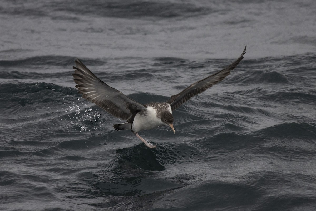 Fluttering Shearwater - ML417102351