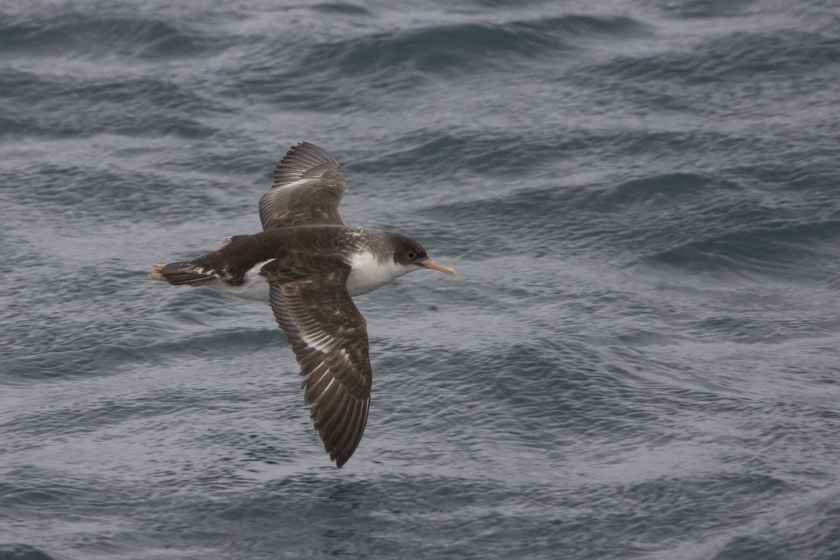 Fluttering Shearwater - ML417102361