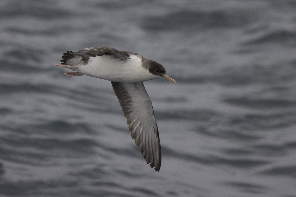 Fluttering Shearwater - ML417102401