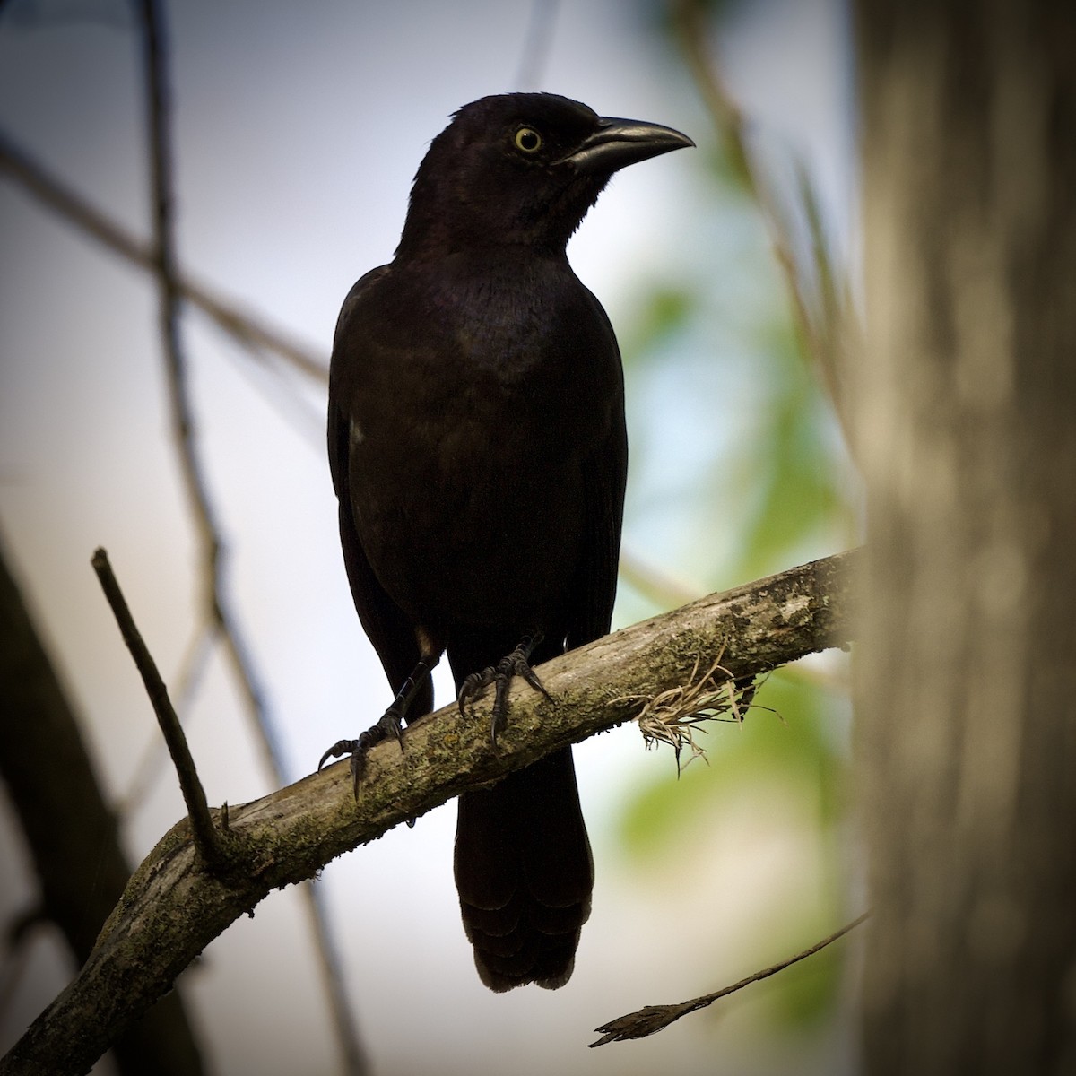 Common Grackle - Jose V. Padilla-Lopez, M.D.