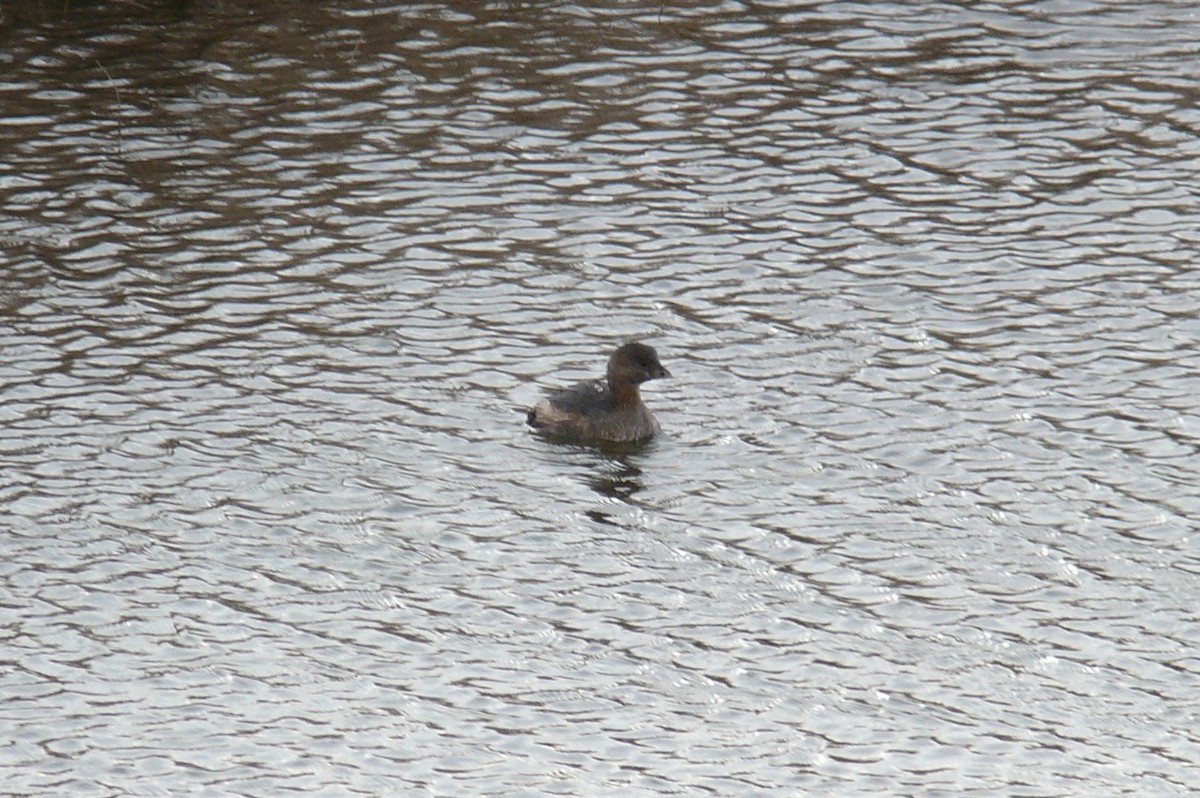 Pied-billed Grebe - Sam Mroz