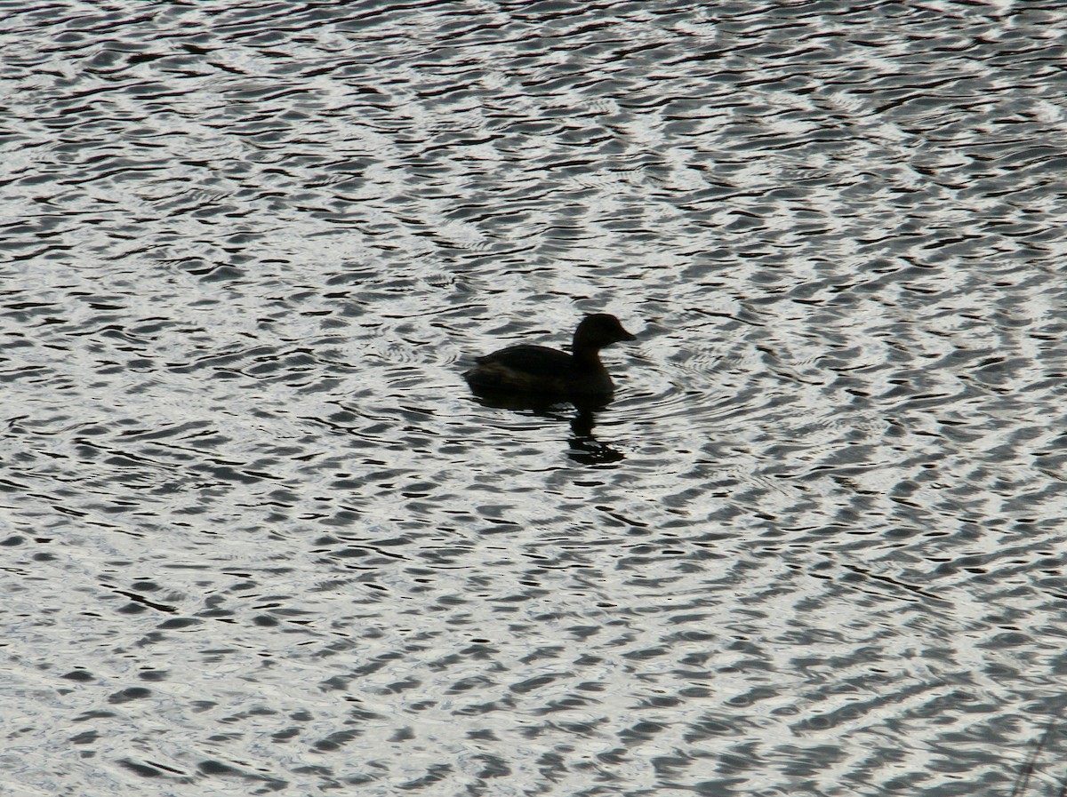 Pied-billed Grebe - ML41710341