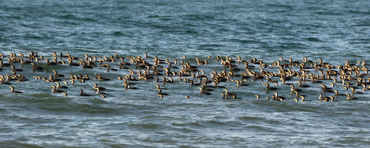 Cormorán Orejudo - ML417103771