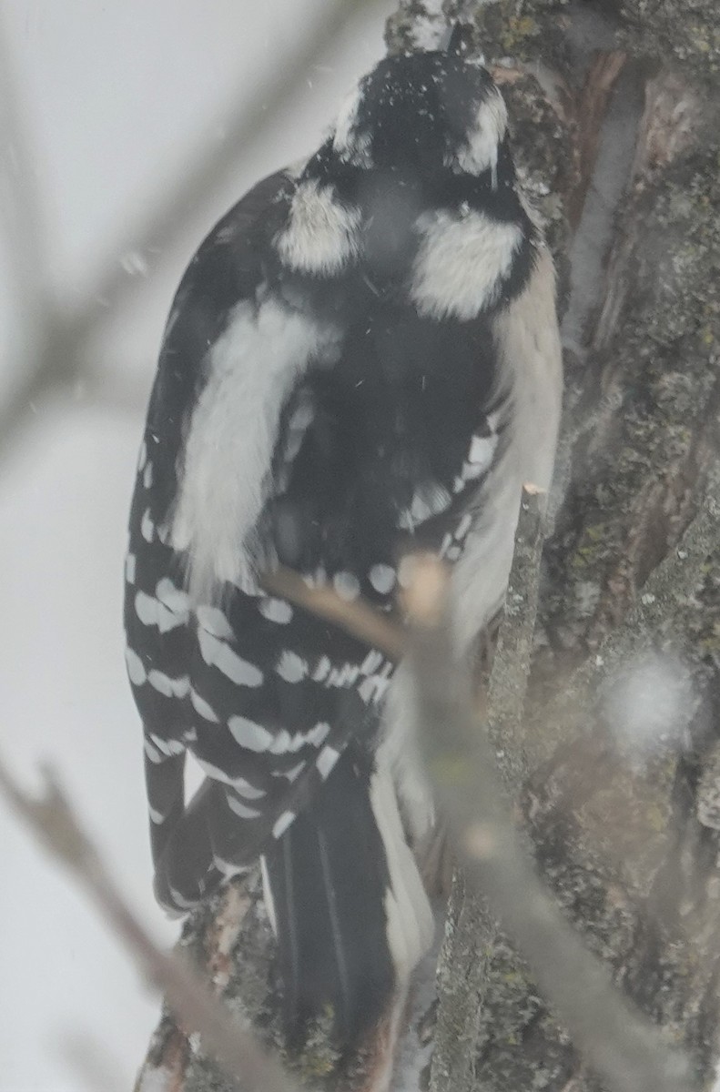 Downy Woodpecker - ML417104771