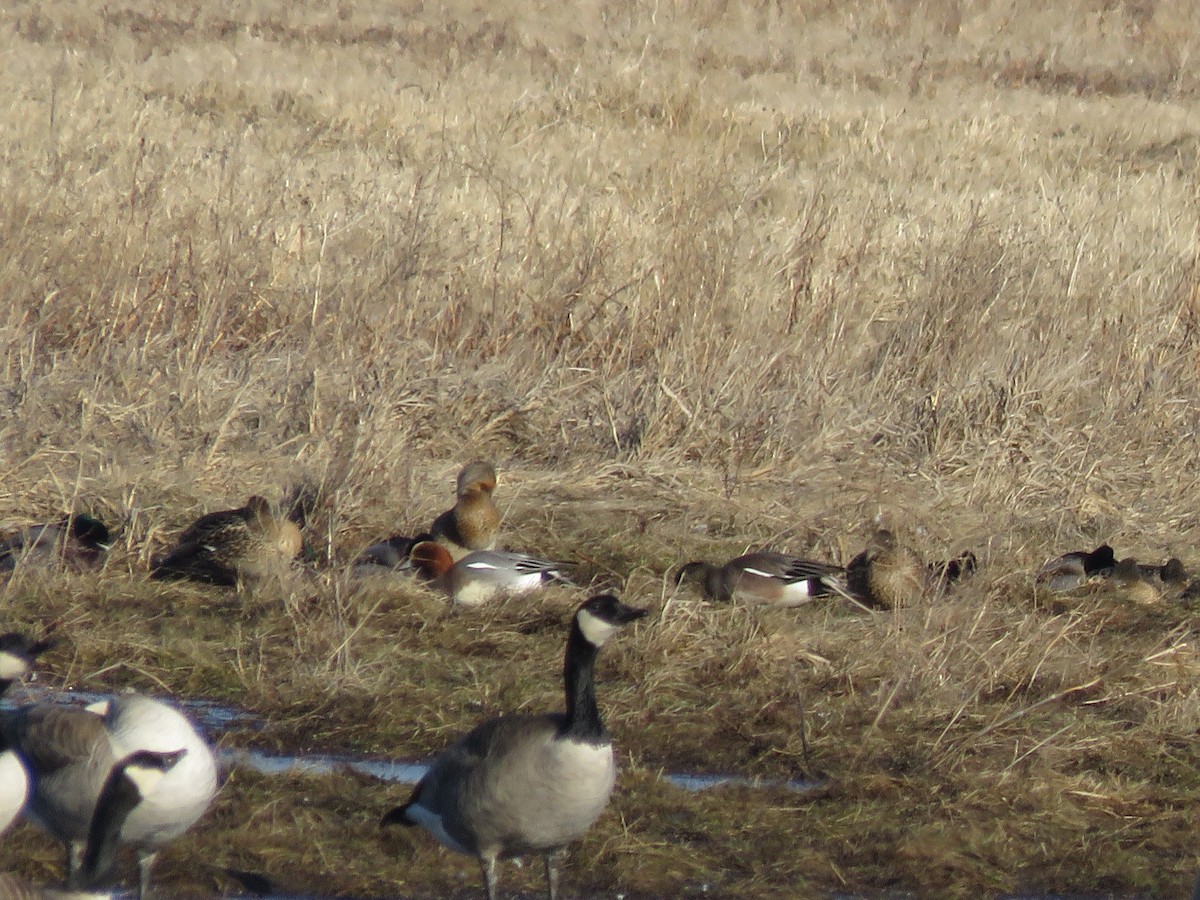 Eurasian Wigeon - Curtis Mahon