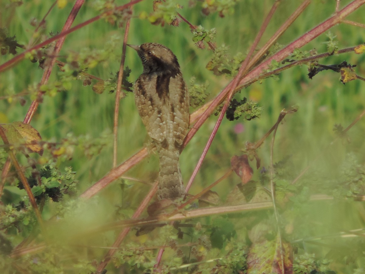 Eurasian Wryneck - ML41710501