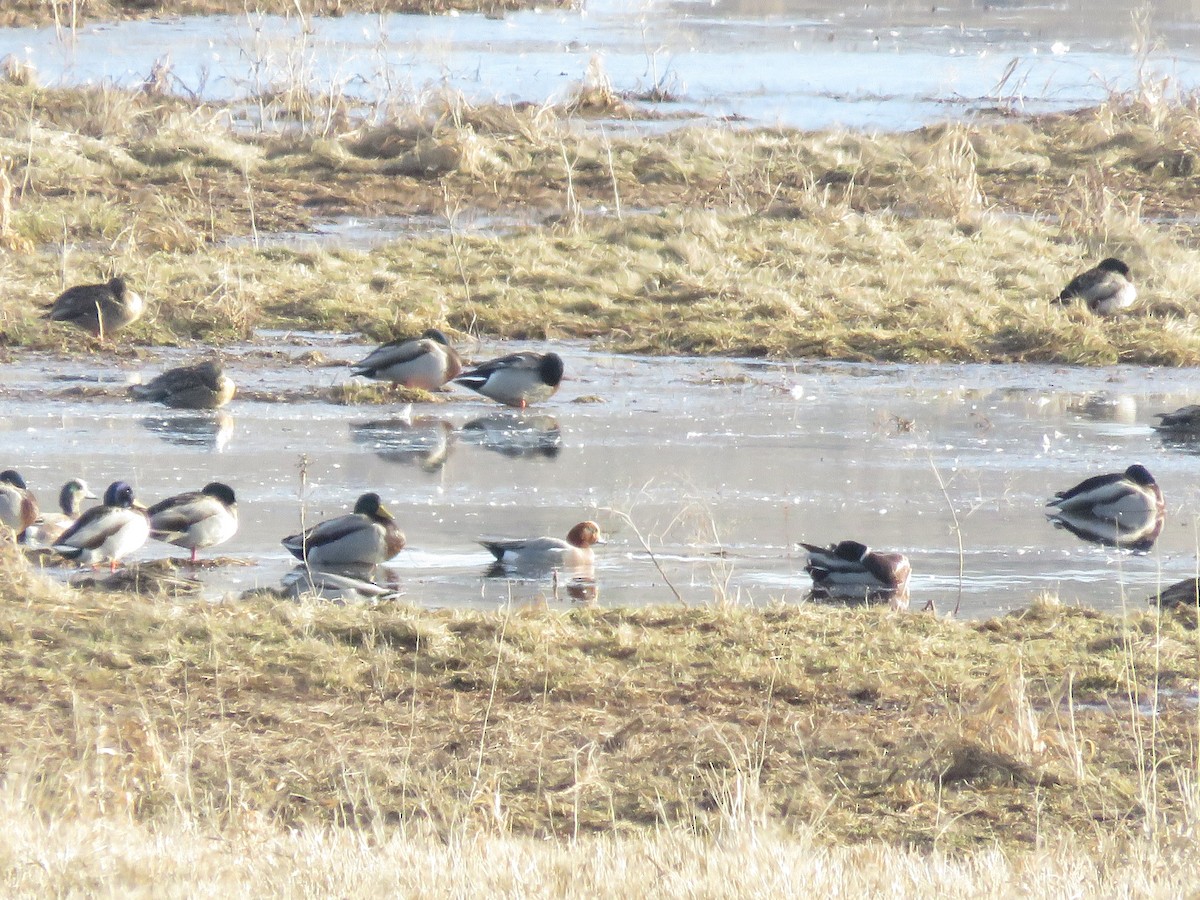 Eurasian Wigeon - ML417105201