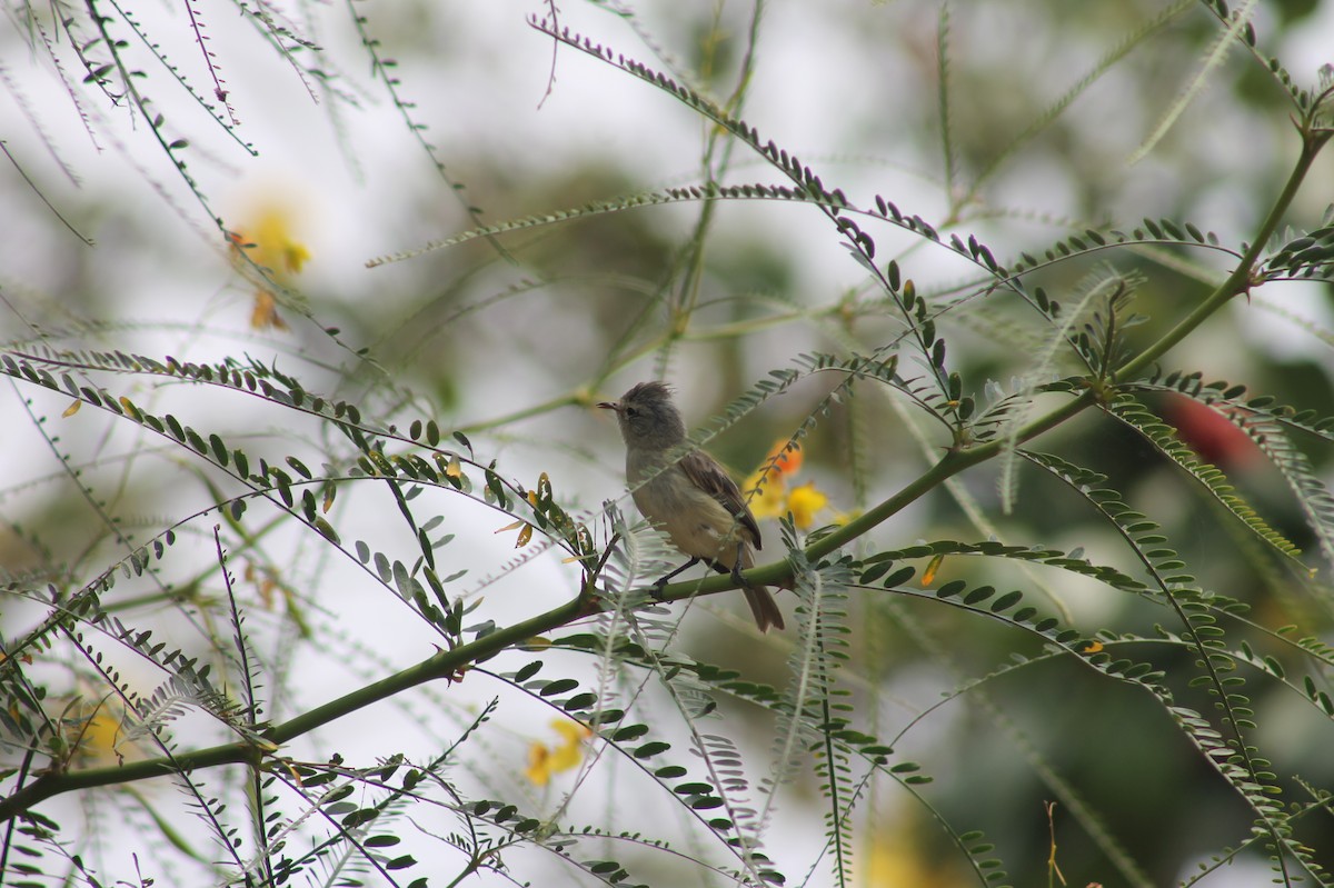 Southern Beardless-Tyrannulet - Hanz Nick Dávila Nonalaya