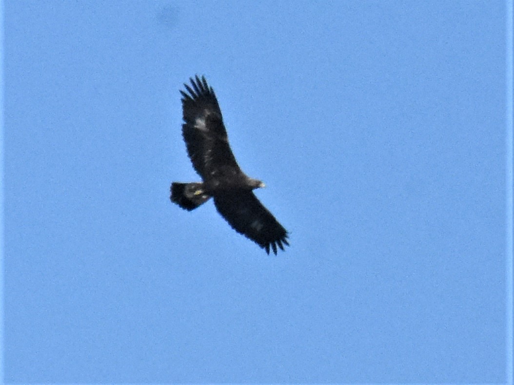 Golden Eagle - ML417109121