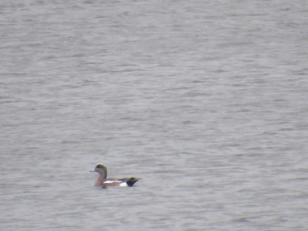 American Wigeon - ML417109961
