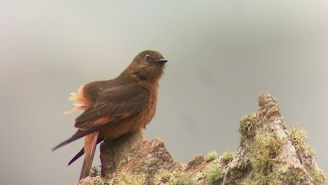 Cliff Flycatcher - ML417110771