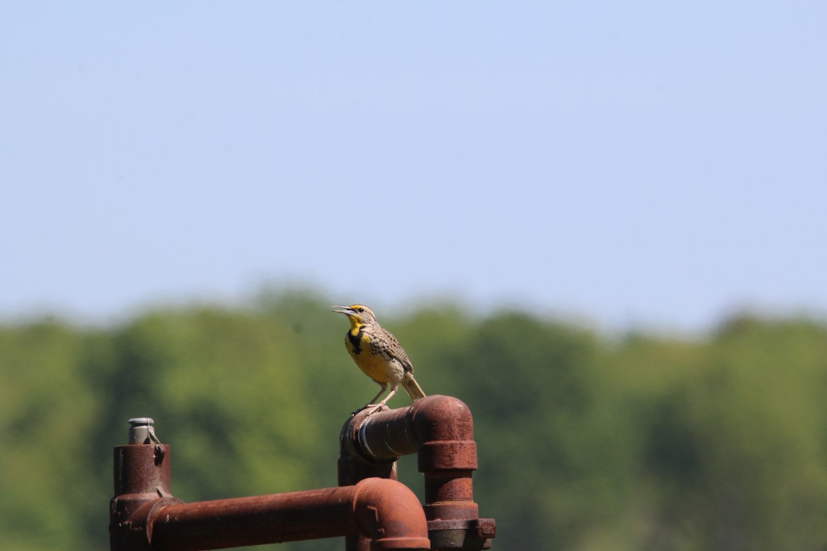 Western Meadowlark - ML41711201